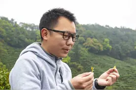 清明，一杯龙井新茶的滋味图片