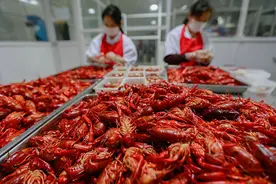 湖北小龙虾复工了！离开大排档后，加工、电商抢销售图片