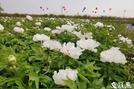 千亩花海、满园春色！能榨油的牡丹你见过吗？图片