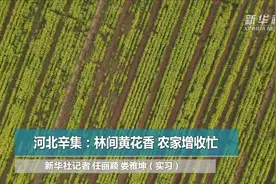 河北辛集：林间黄花香 农家增收忙视频封面
