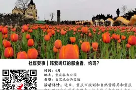 社群耍事｜姹紫嫣红的郁金香，约吗？图片