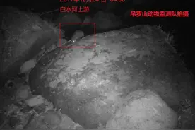 海南吊罗山发现亚洲小爪水獭图片