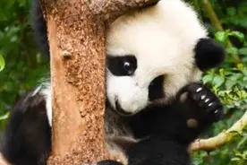 “熊二”来咯！明起成都将推17条假日专线图片