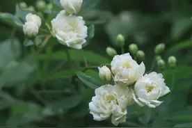 @松江人，这份清明祭扫路线指南请收好！图片