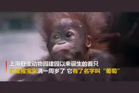 上海野生动物园首只红猩猩宝宝有名字了图片