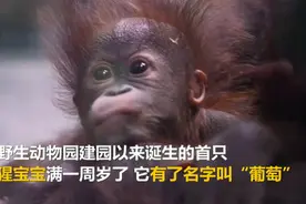 上海野生动物园首只红猩猩宝宝有名字了图片