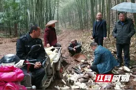 桃江县大华村：村委助力村民挖春笋 传授剥笋诀窍图片