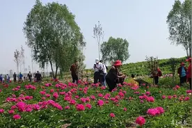首届太白湖大唐国际牡丹花会开始啦，这个假期来太白湖景区赏花吧图片