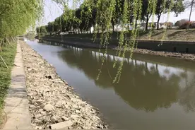 鲤鱼总是跳水，附近区域作钓不开口怎么回事？图片