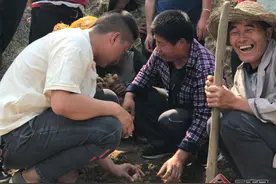 云南元阳：“小黄姜”撬动“大产业”图片