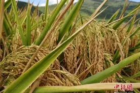 ​我国粮食够吃吗？到底要不要囤粮？两部门回应图片