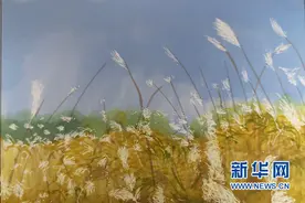 这拳术不发招则已，一发招则快如闪电图片