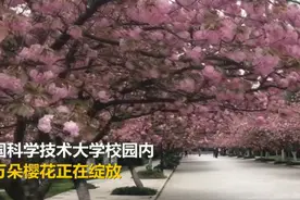 中国科大现罕见绿色樱花 民众可线上赏樱图片