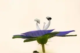 这个花名好特别——婆婆纳，花开靓丽展美姿图片