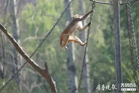 动物园中，几只小猴子在无忧无虑地玩耍图片