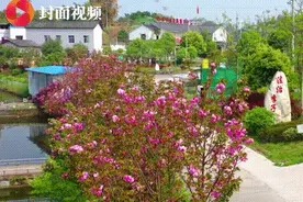 春风十里不如你 邂逅泸县“十里”樱花视频封面
