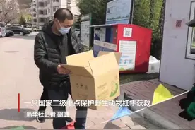 一只国家二级重点保护野生动物红隼获救视频封面