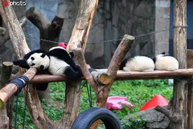 大熊猫四胞胎排排坐“喝奶”图片