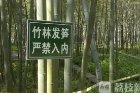 南京中山陵景区新笋遭挖掘 违规人员将按条例处罚图片