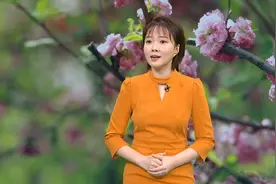诗意清明｜宠柳娇花 如痴如醉 主播美琪带你走进诗词里的春日离愁图片