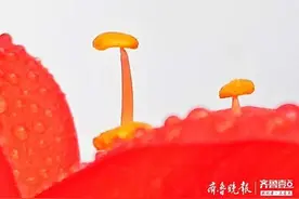君子兰花开正艳，仔细看花蕊红里透黄各具特色图片