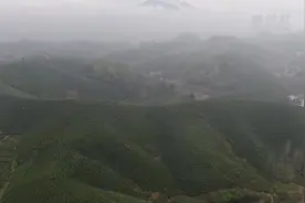 采茶正当时——探访信阳毛尖核心产区视频封面