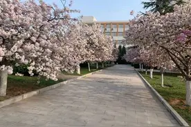 樱花竞相开放 安阳工学院美景等你来图片