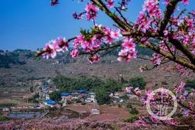 上游影像·摄影家黄进 | 在那桃花盛开的地方 合川太和镇掠影图片
