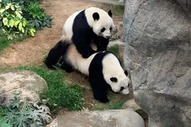 赠港大熊猫乐乐盈盈 9年来首次成功自然交配图片
