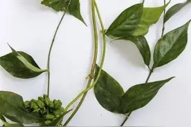 多地现误食野草中毒事件，专家：非专业人员很难分辨图片