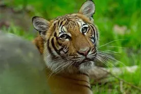 新冠猛于虎：老虎也确诊了！武汉受检猫群感染病毒图片