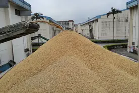 金健米业连发9次风险提示，专家称要防资本炒作粮食问题图片