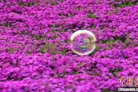 江苏句容400余亩芝樱花“织”壮观“花毯”图片