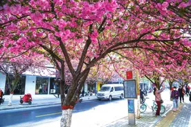 郑州有条“最美樱花路”绵延数百米 拐进这条路还以为闯入了动漫图片