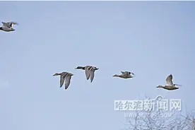 动物园里野鸭游弋图片