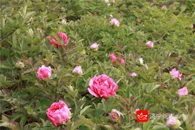 牡丹游园专线开通！一览国色天香，来太白湖“梦回大唐”图片