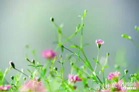 摘下满天星送给你图片
