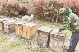 追花采蜜的“游牧”养蜂人图片