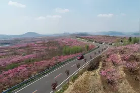 最美庭院｜潍坊安丘市辉渠镇：“花海经济”带动乡村旅游发展视频封面