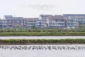 温岭迎来“稀客”黑翅长脚鹬图片