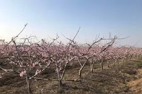 明光市石坝镇水蜜桃基地桃花盛开 欢迎观赏图片