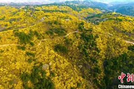 国家级生态县山西安泽：“花漾生态”吸金52亿元图片