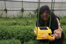 虫子喜欢灯光，广大菜农表示Get到了……图片