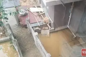 呱呱……夜半蛙声扰民，南宁一小区业主露台养蛙遭邻居投诉图片