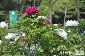 菏泽天香公园牡丹花开，记者进行探访图片