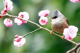 十大诵春诗篇，你会背几首？图片