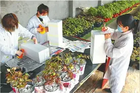 菏泽盆栽牡丹“飞”入千家万户，从大田到花盆身价高近10倍图片