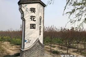人间四月天，芳菲满小城——禹城樱花大道千亩花海惹人醉图片