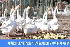 河北辛集：“立体种养”拓宽致富路视频封面