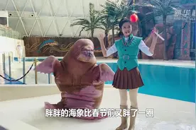 海洋萌宝跃跃欲试 期待与游客相约海洋乐园视频封面